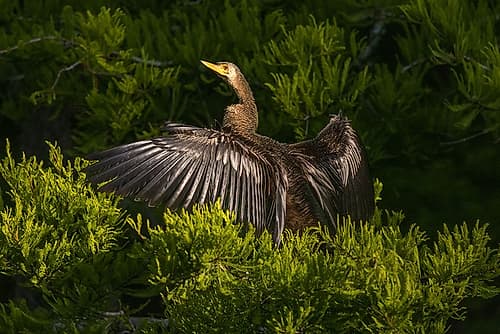 A female anhinga spreads out her wings to dry in the morning sun. Art Print